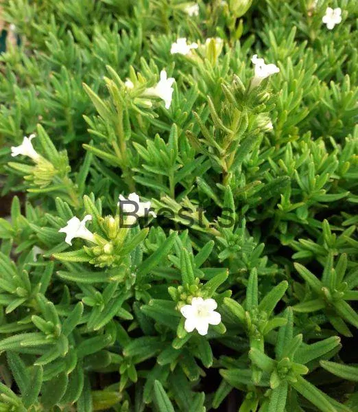 Lithodora diffusa 'Alba'